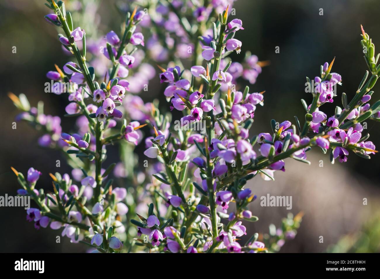Dettagli dei fiori piccoli e sinuosi della pianta di Nylandtia Spinoza Fynbos Foto Stock