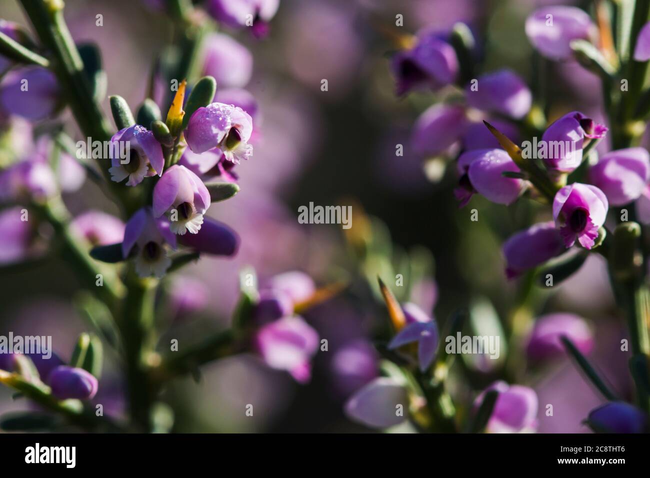 Dettagli dei fiori piccoli e sinuosi della pianta di Nylandtia Spinoza Fynbos Foto Stock