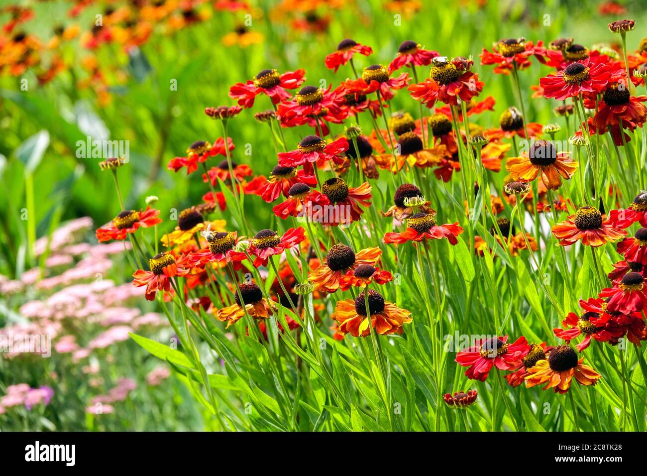 Letto di elio rosso sneezeweed Foto Stock