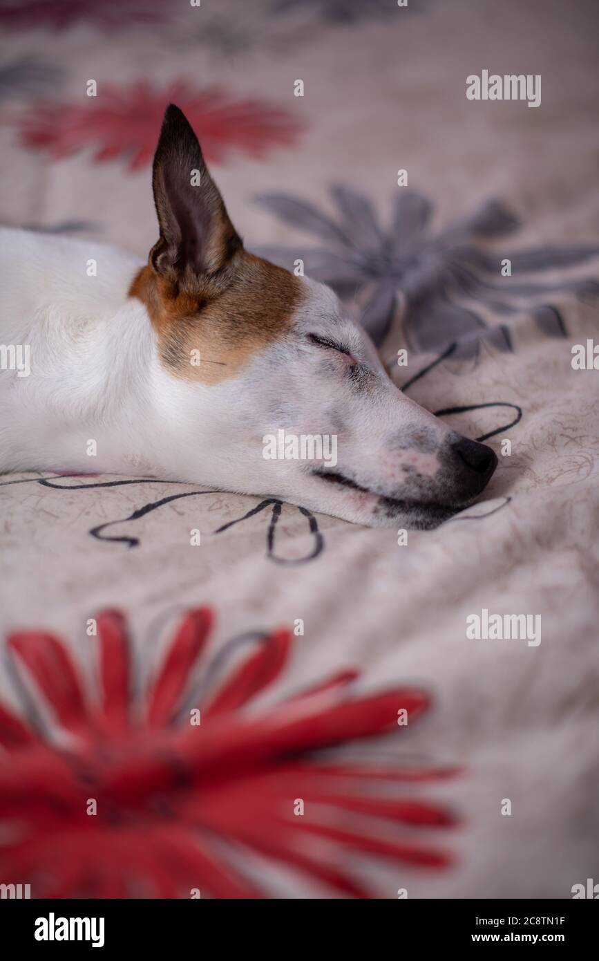 Colpo vericale di cucciolo di terrier addormentato a letto con allarme acustico Foto Stock