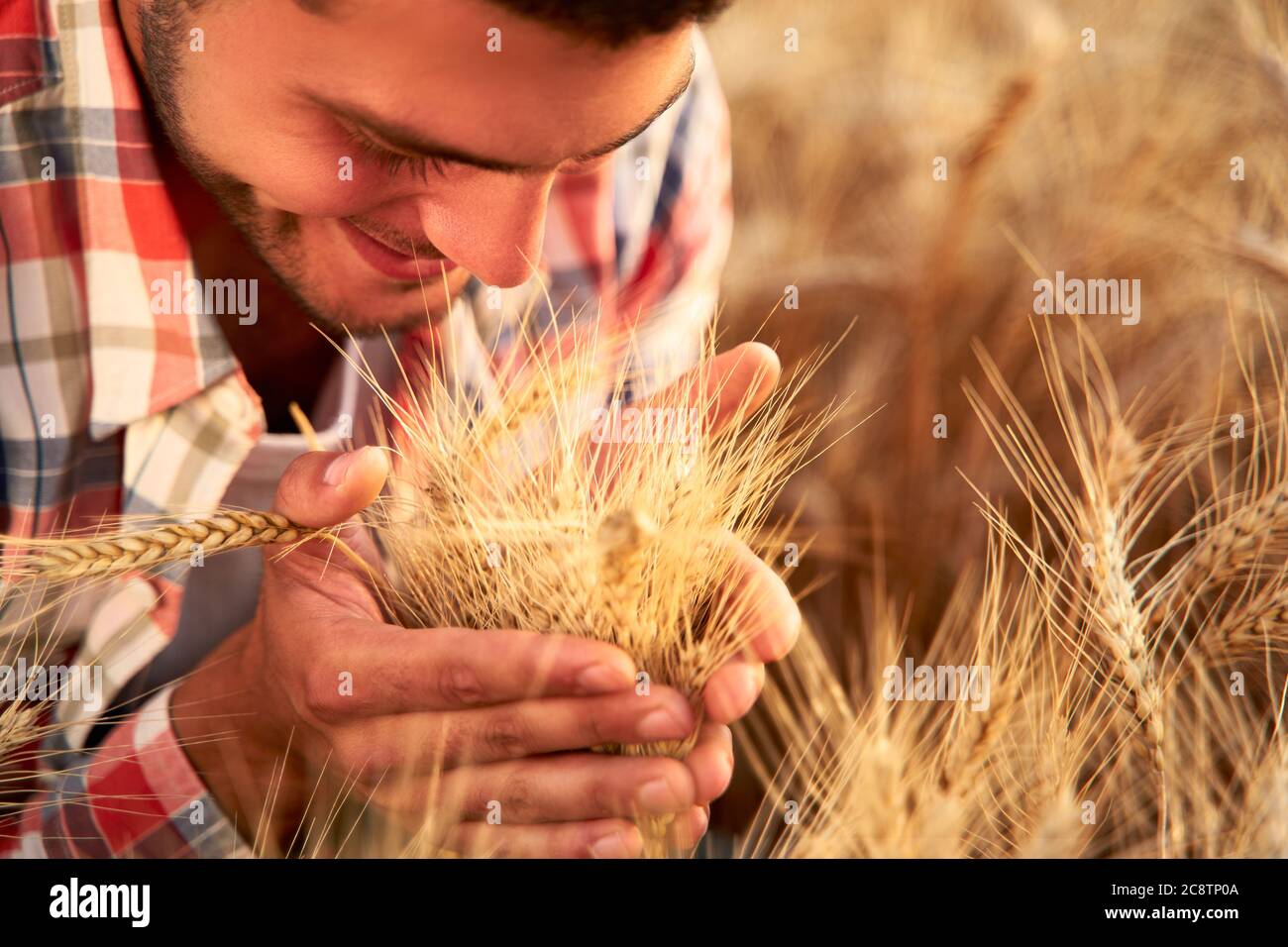 Sorridente contadino che tiene e annuiva un mazzo di orecchie di grano coltivato mature in mani. Agronomo che esamina la coltura di cereale prima della raccolta sull'alba Foto Stock