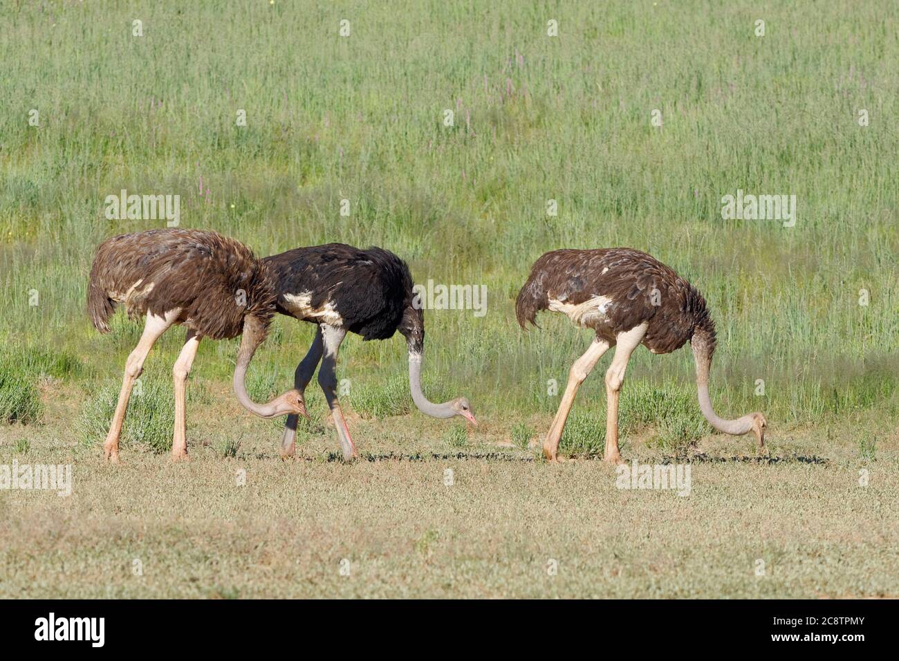 Struzzi comuni (Struthio camelus), adulti, uomini e donne, alla ricerca di cibo, Kgalagadi Tranfrontiera Park, Capo del Nord, Sud Africa, Africa Foto Stock
