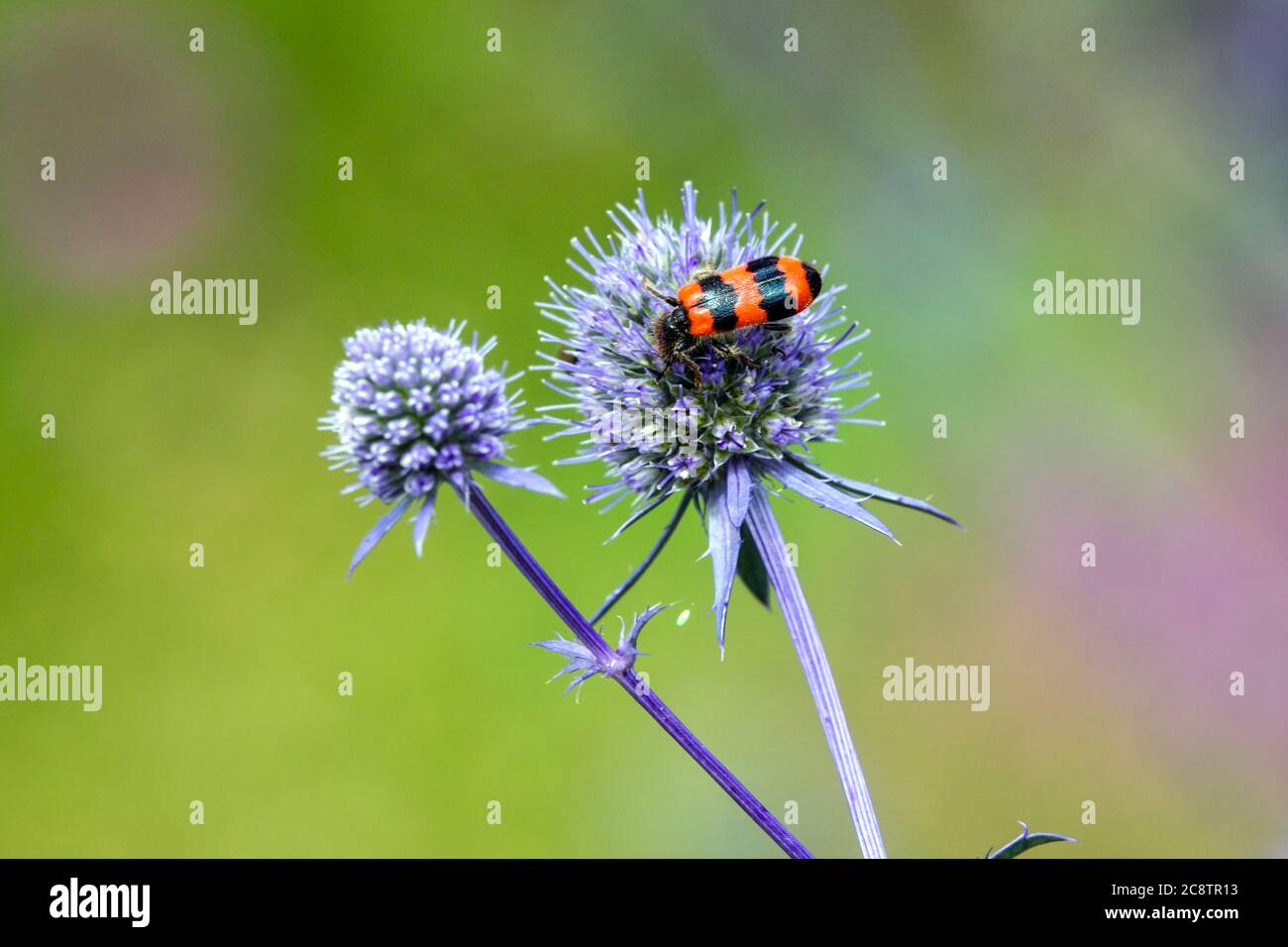 Coleottero delle api, lupo delle api Trichodes apiaries su Sea holly Foto Stock