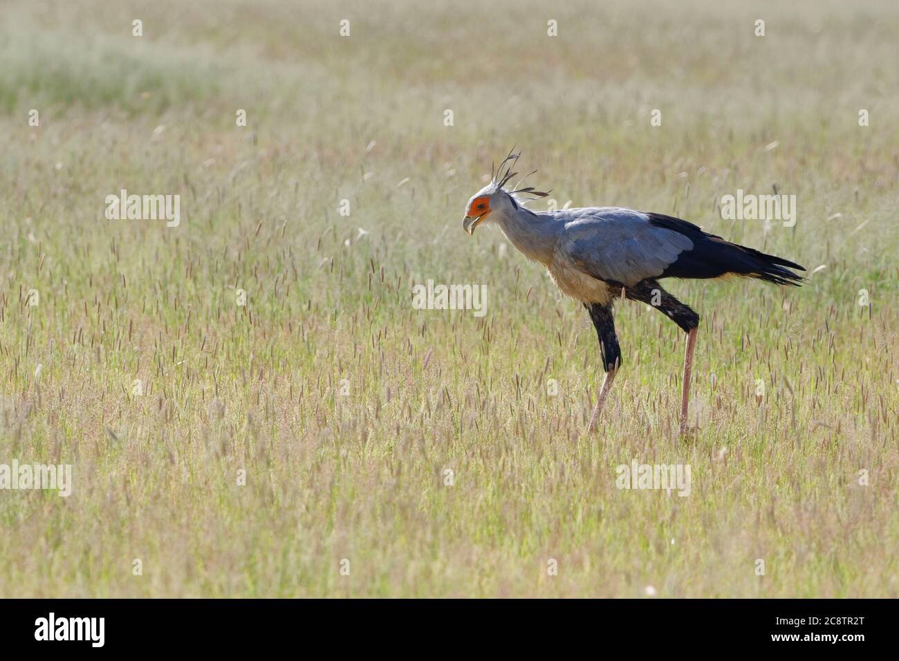 Uccello Segretario (Sagittario serpentarius), adulto, in erba alta, alla ricerca di cibo, Kgalagadi TransFrontier Park, Capo del Nord, Sudafrica, Africa Foto Stock