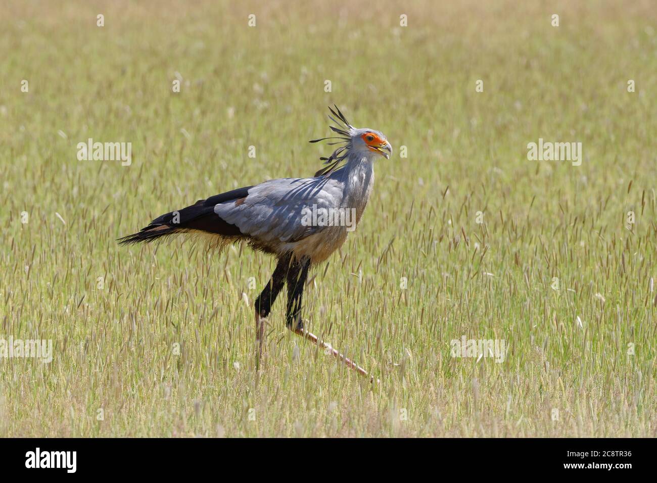 Uccello Segretario (Sagittario serpentarius), adulto, in erba alta, alla ricerca di cibo, Kgalagadi TransFrontier Park, Capo del Nord, Sudafrica, Africa Foto Stock