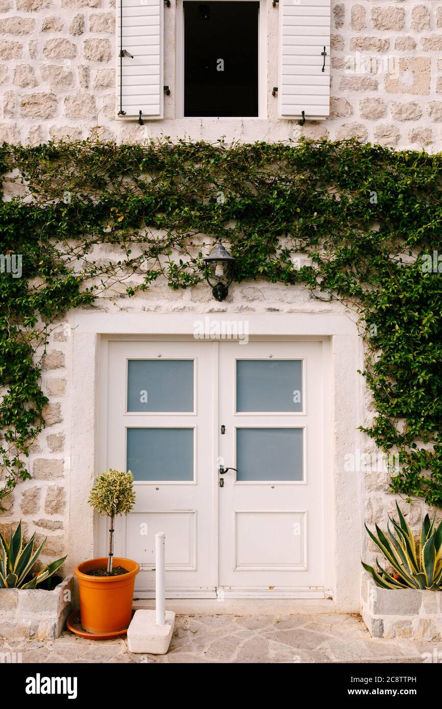 Una porta bianca con bicchieri sotto l'uva verde riccamente sul muro e una finestra aperta. Foto Stock