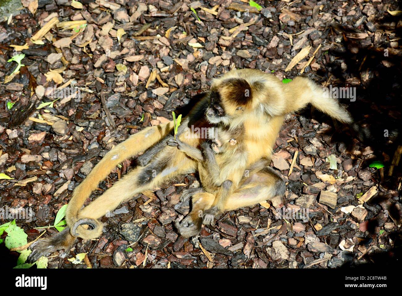 Scimmia ragno (famiglia Atelidae), originaria delle foreste tropicali dell'America Centrale e del Sud Foto Stock