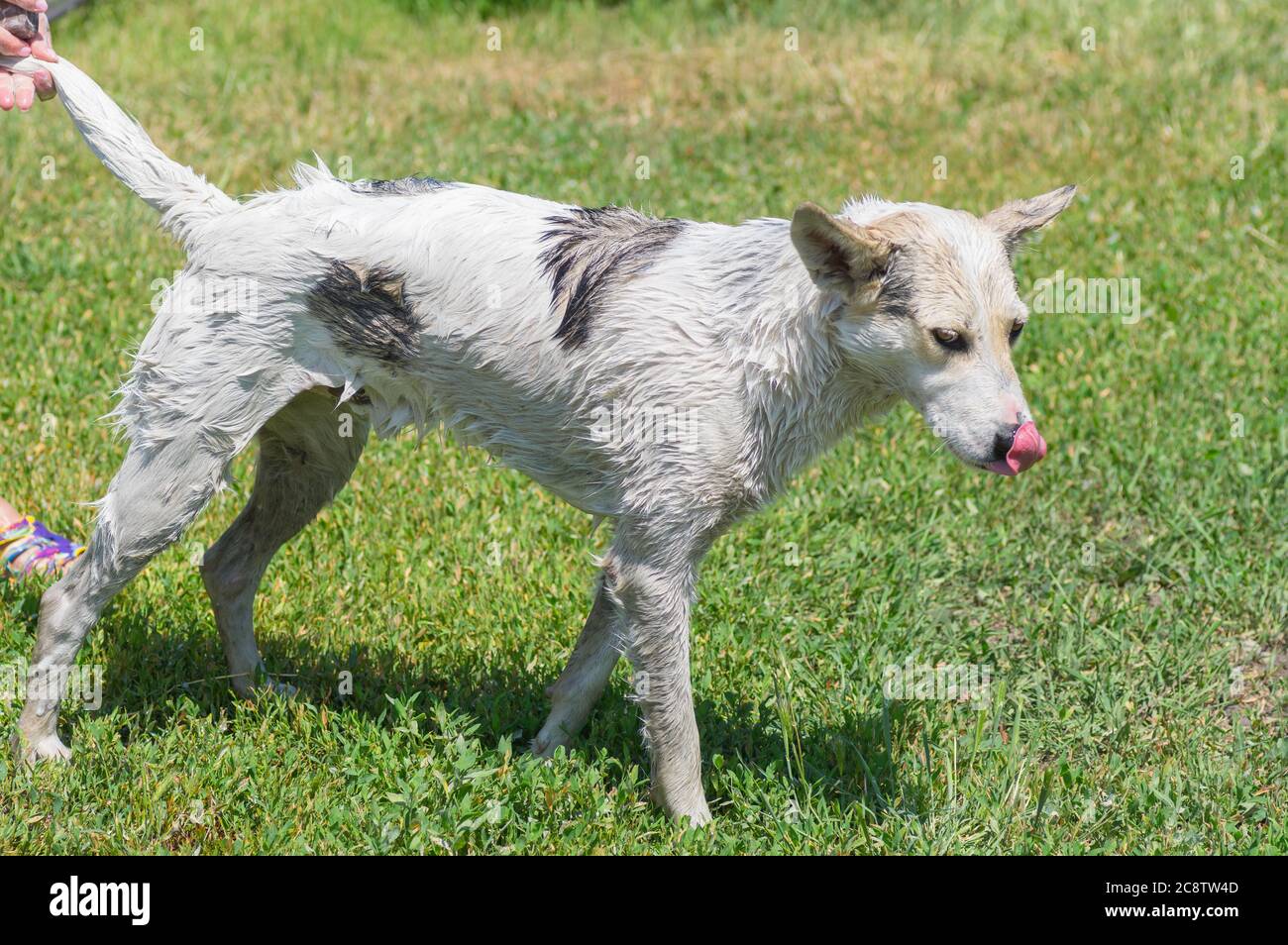 Ritratto di cane paziente misto bianco razza in piedi su un'erba mentre è sotto procedura di lavaggio alla stagione estiva. Foto Stock