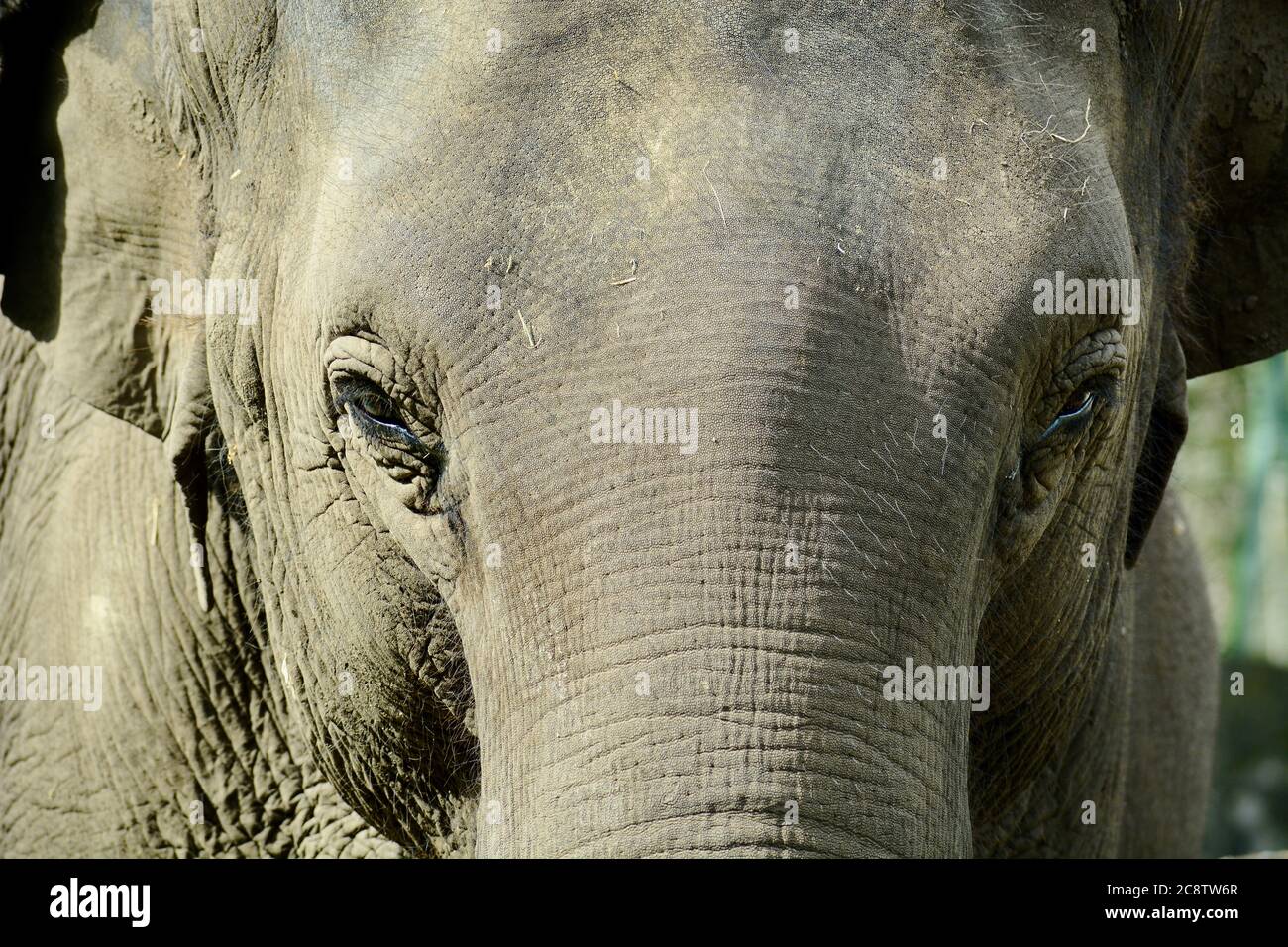 Un ritratto in primo piano di un elefante asiatico (Elephas maximus), che mostra la consistenza della pelle dell'animale Foto Stock