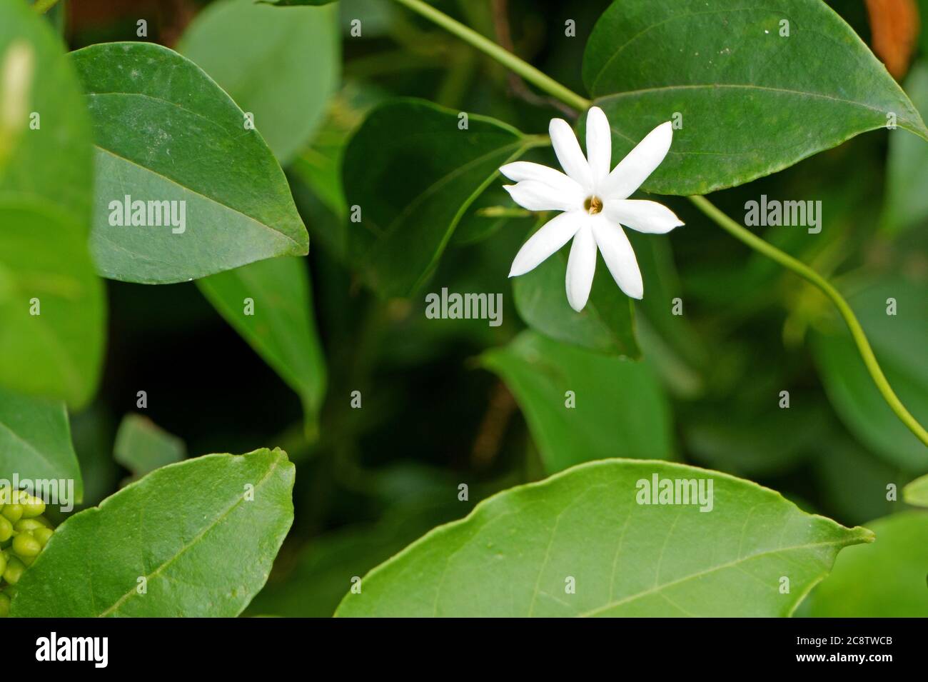 Primo piano di jasminum multiflorum fiore in fiore Foto Stock