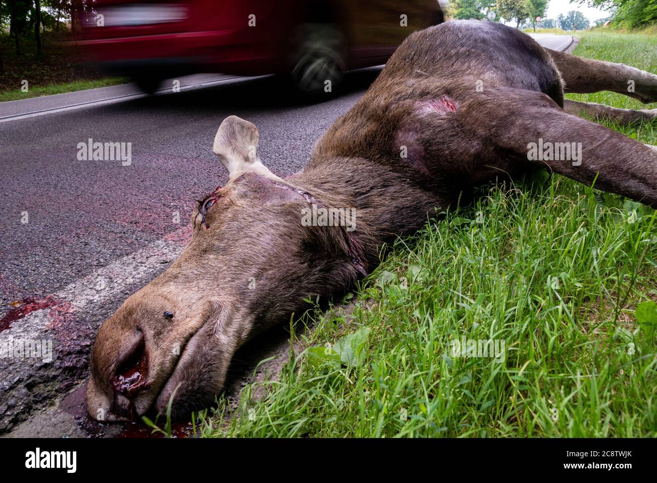 Incidente su strada di Moose-Vehicle Foto Stock