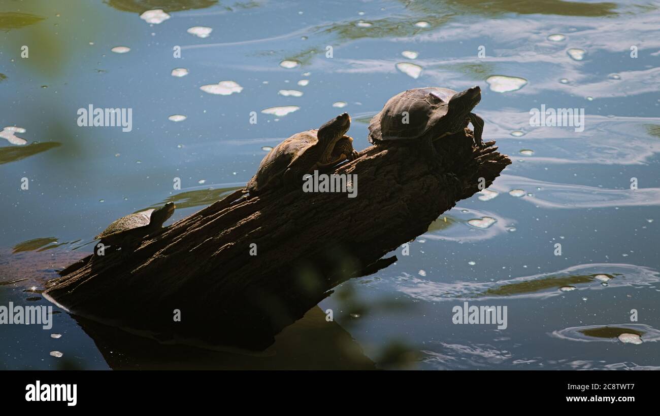 Insetti e animali in una giornata estiva Foto Stock