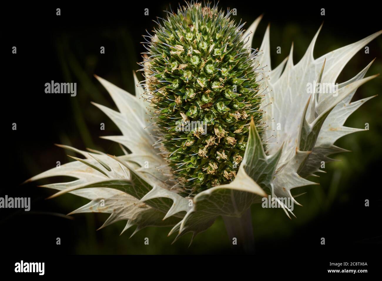 Il fiore dalla forma insolita della pianta di Eryngo (eryngium giganteum). Foto Stock
