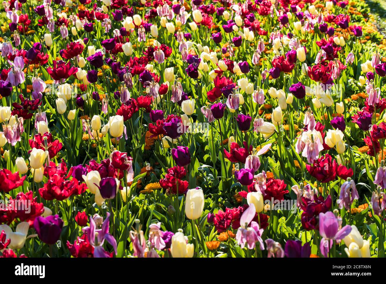 Un letto di fiori piantato con tulipani colorati. Tulipa. Foto Stock