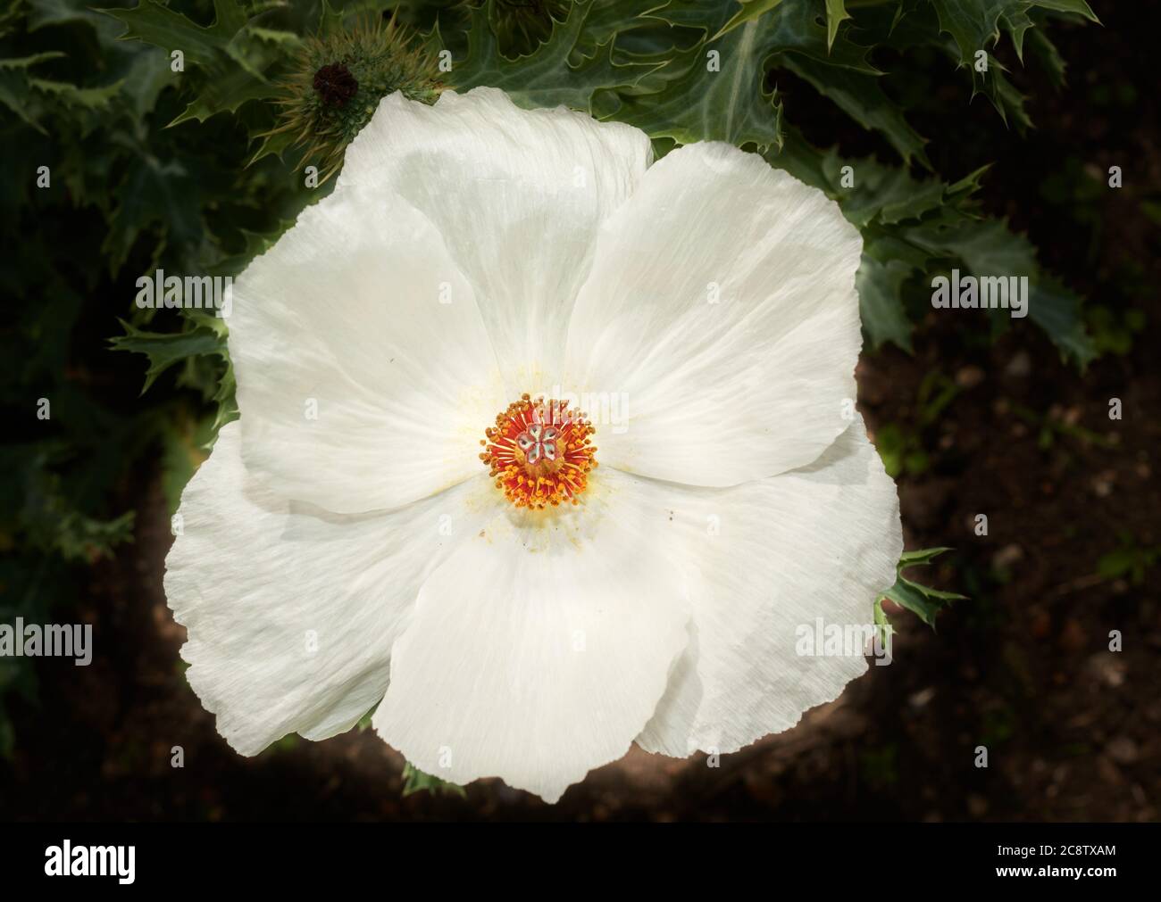 I sei petali bianchi di lievito della pianta di Poppy crestata (Argemone Platyceras). Foto Stock