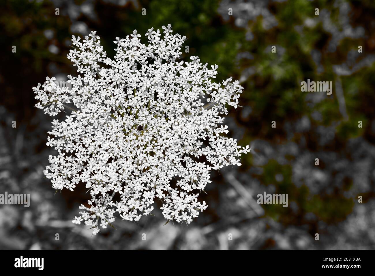 Moltitudine di piccoli fiori di whte sulla testa di una pianta di carota Selvatica (carota di daucus). Foto Stock