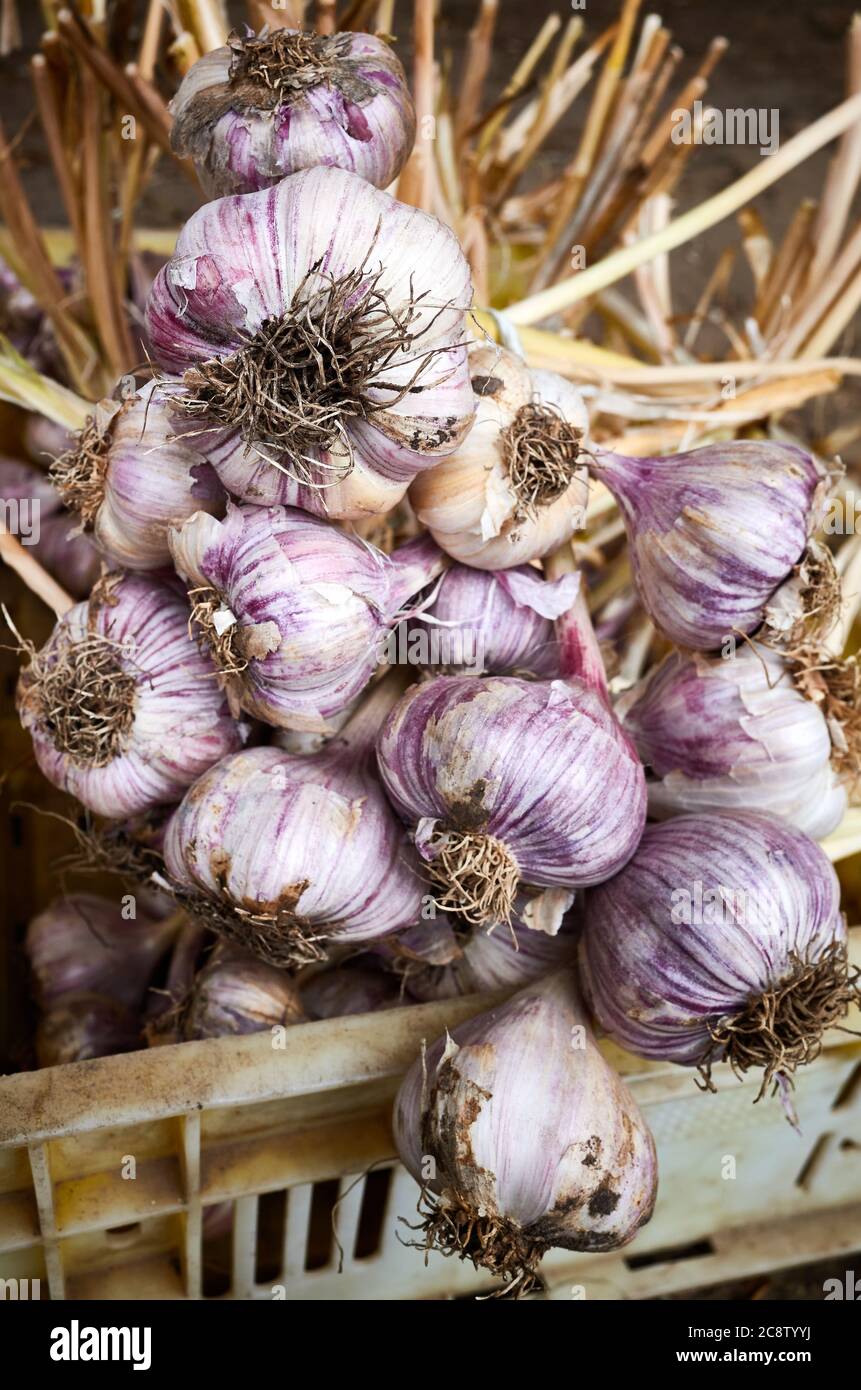 Aglio organico fresco in una scatola, fuoco selettivo. Foto Stock