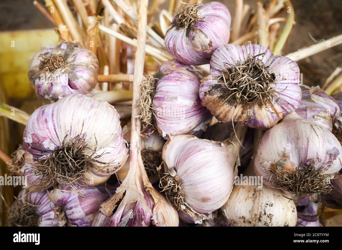 Primo piano immagine di aglio organico fresco in una scatola, fuoco selettivo. Foto Stock