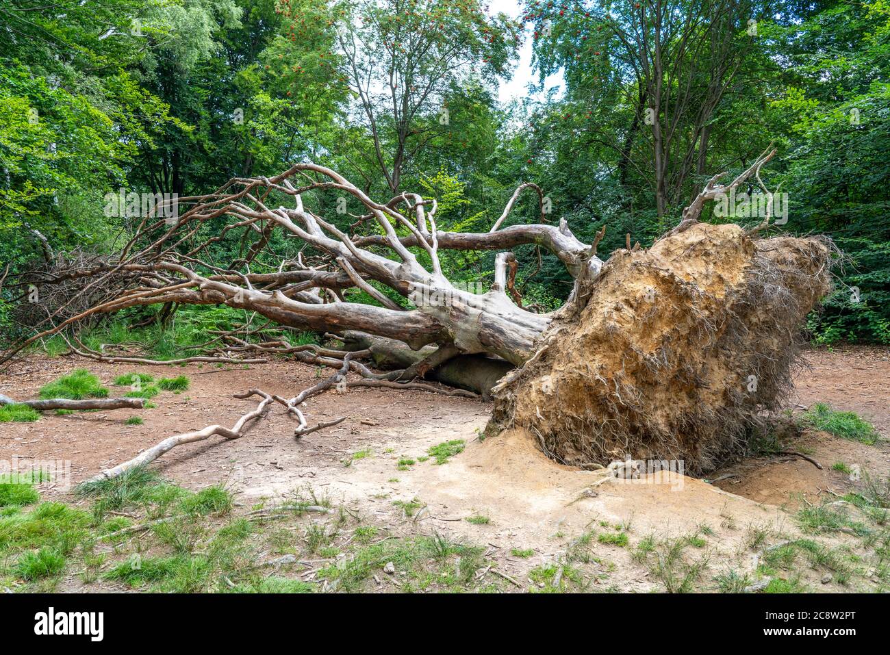 La foresta primordiale di Sababurg, o anche foresta primordiale nel Reinhardswald, è un biotopo di circa 95 ettari di grandi dimensioni, protetto dalla natura e dal paesaggio, p. Foto Stock