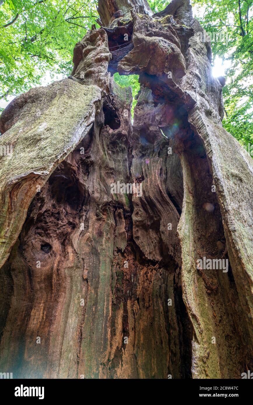 La foresta primordiale di Sababurg, o anche foresta primordiale nel Reinhardswald, è un biotopo di circa 95 ettari di grandi dimensioni, protetto dalla natura e dal paesaggio, p. Foto Stock