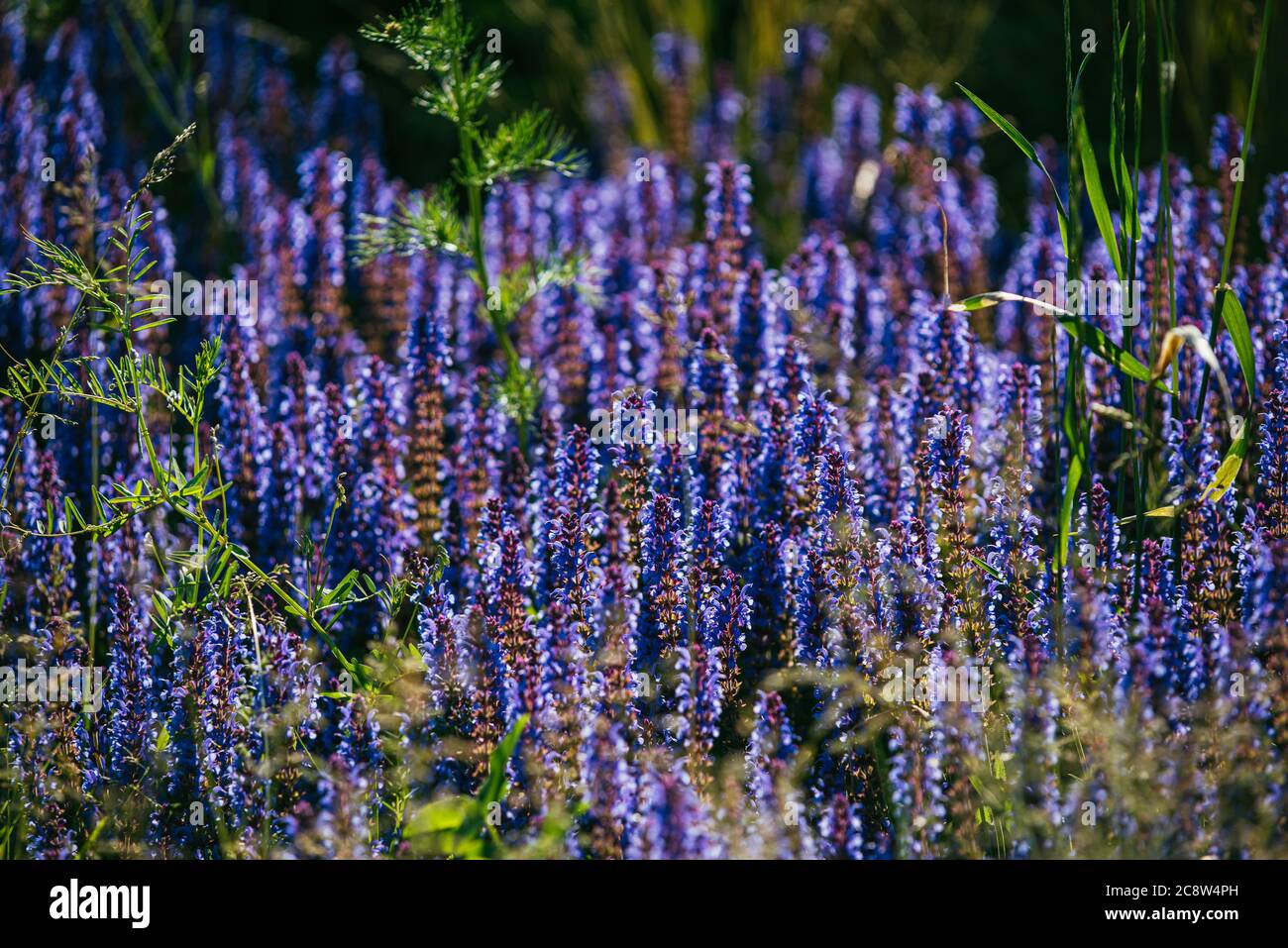 Cespugli di lavanda blu illuminati dal sole estivo serale nel Parco Zaryadye a Mosca. Macro di messa a fuoco selettiva con DOF poco profondo Foto Stock