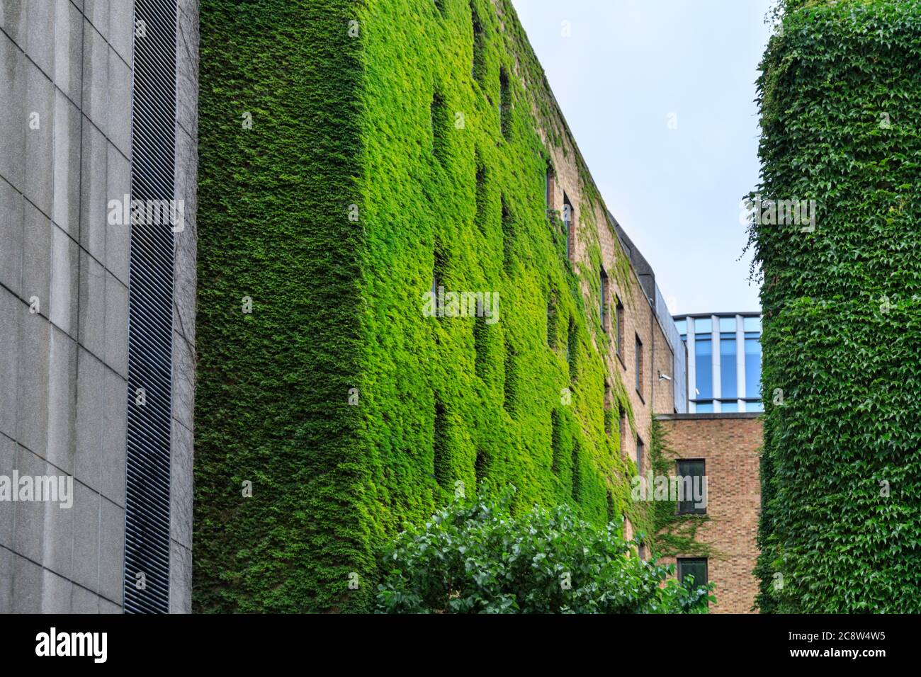 Green o Living Wall, pareti esterne coperte in edera e verde in un edificio di uffici a Londra, Regno Unito Foto Stock