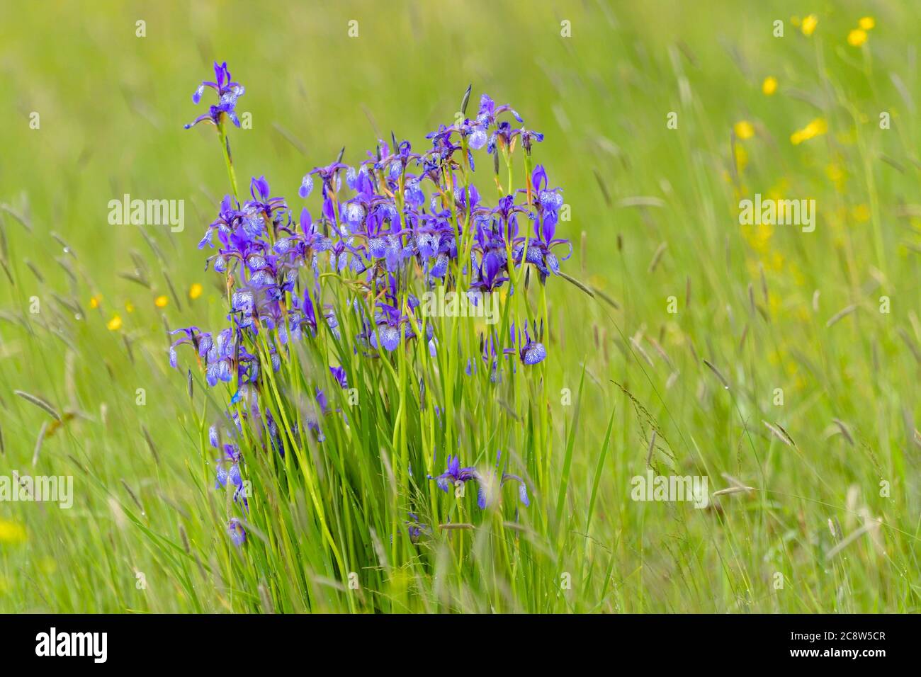 Minuscoli iris blu violetto - fiori di primavera pigmici in fiore Foto Stock