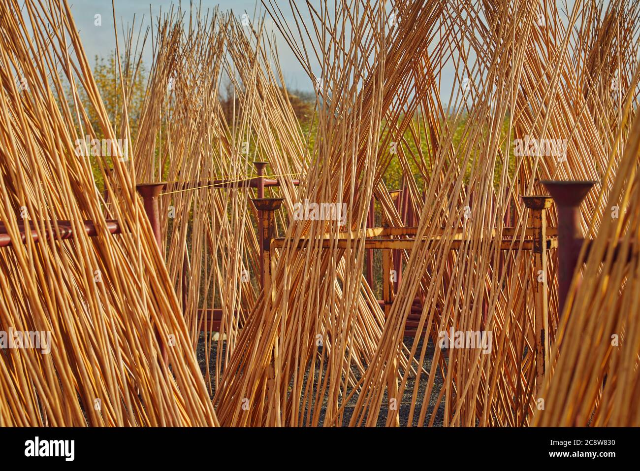 I nuovi steli di salice raccolti, appena spogliati della loro corteccia, essendo accatastati per asciugare, Westonzoyland, nr Bridgwater, Somerset, Gran Bretagna. Foto Stock