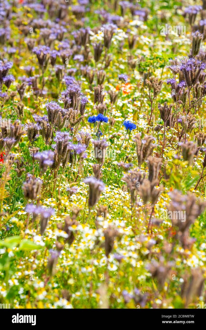 Wildblumenwiese, neben eine Getreidefeld, Kamille, Kornblume, Büschelschön, Ringelblume, Pflanzen, Blumen, Wildblumen, Wiese, Foto Stock