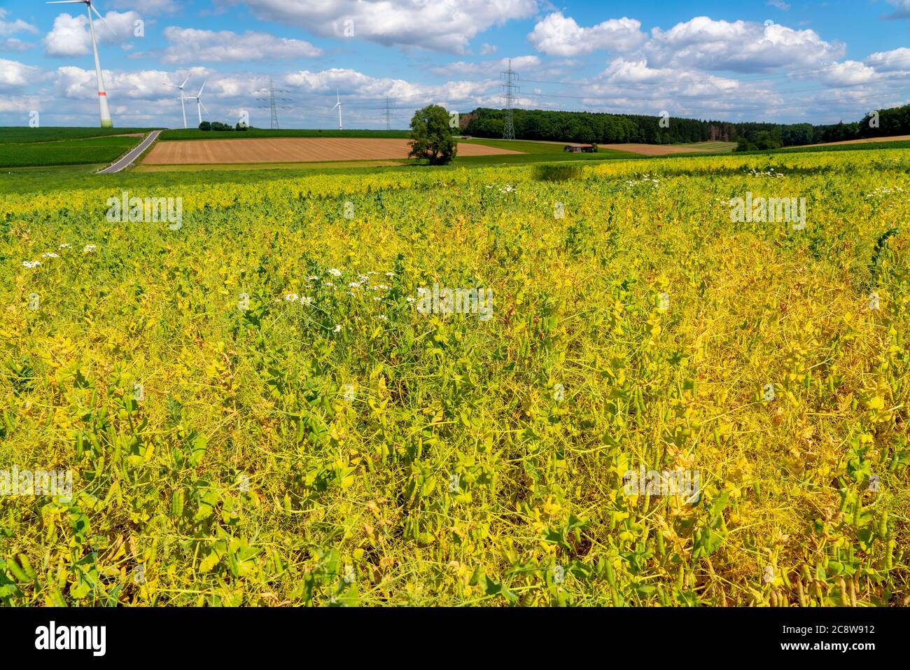 Campo sopravcrescita con lupino bianco, pianta utile, Foto Stock