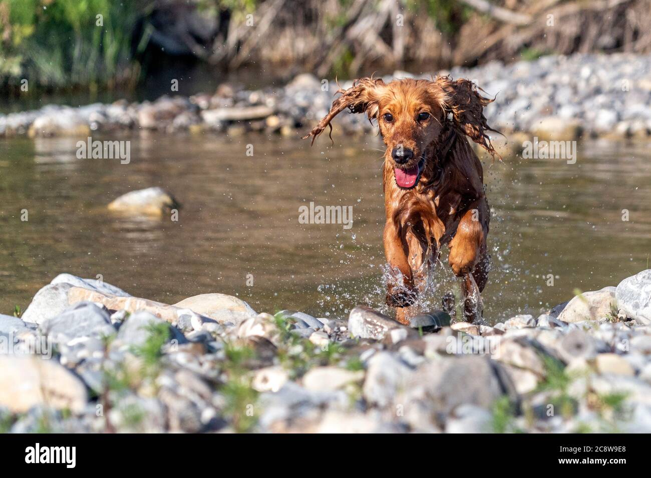 Felice cucciolo di cane cocker spaniel nel fiume che corre verso di voi Foto Stock