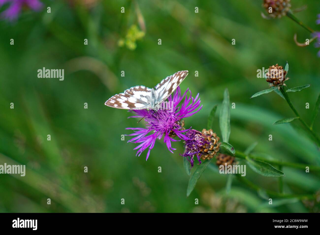 Farfalla, farfalla reseda, farfalla bianca reseda, Pontia edusa, su fiore di fiocco, centaurea, Foto Stock