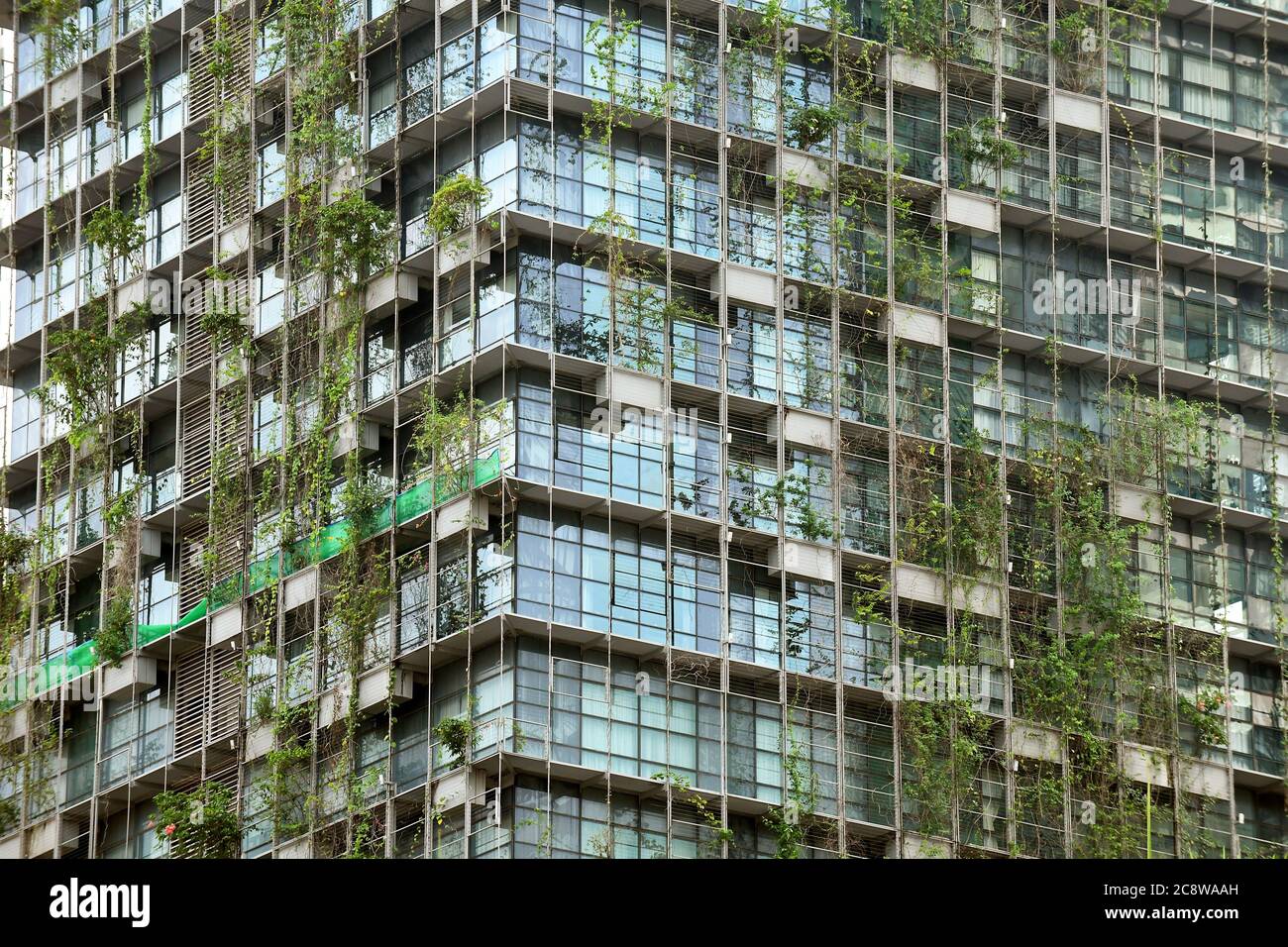 Le piante appese cadono dalle finestre delle piantatrici lungo la facciata esterna di un edificio ecologico in vetro a Kuala Lumpur, Malesia Foto Stock