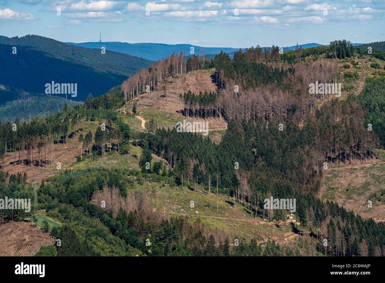 Pendio di montagna, con molto area boschiva chiarita, danni da parte del barbabietola nella popolazione dell'abete rosso, Kirchhundem comune, Sauerland, nel OL Foto Stock
