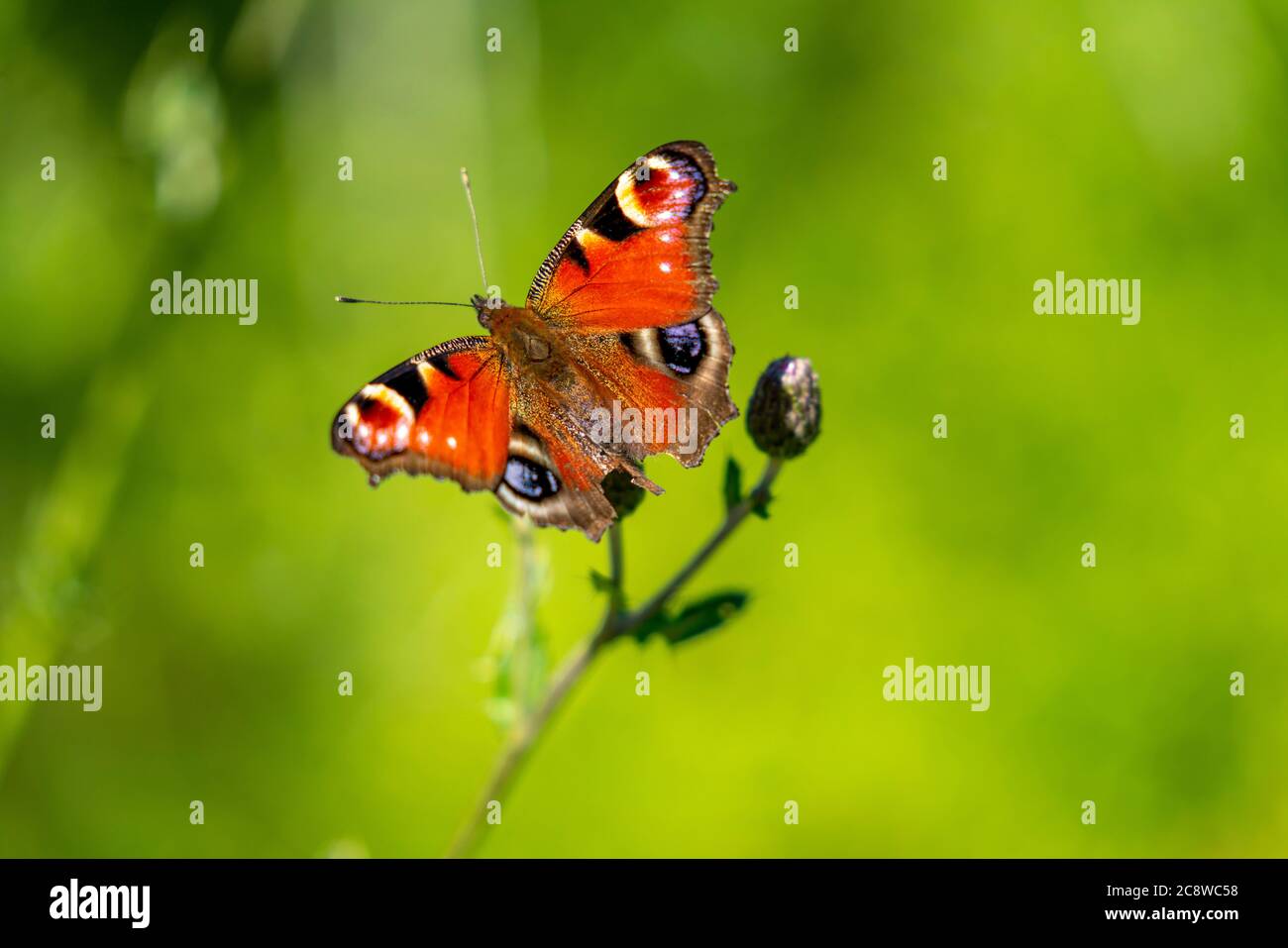 Farfalla, farfalla di pavone, Aglais io, su una pianta, Thistle comune, Foto Stock