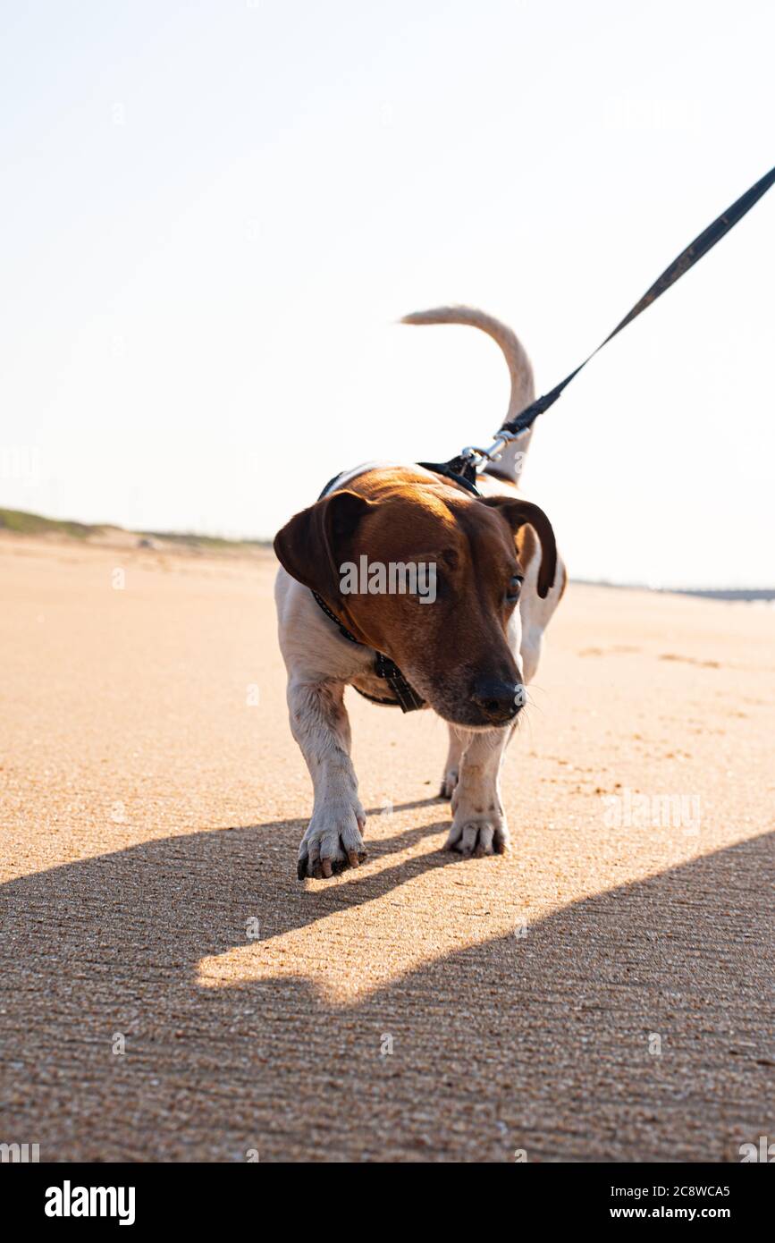 Jack Russell cammina sulla spiaggia all'alba al guinzaglio con il proprietario Foto Stock