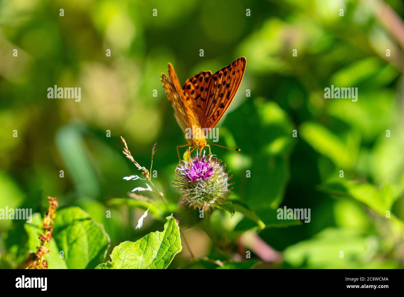 Farfalla, farfalla madre di perla, Argynnis indet, Foto Stock