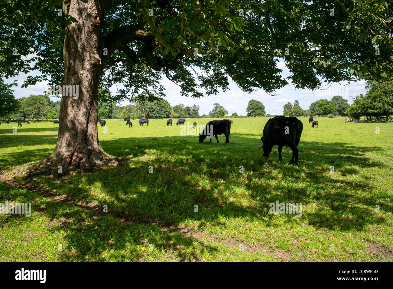 Agricoltura biologica di manzo, Home Farm, Beningbrough, Yorkshire, Regno Unito Foto Stock