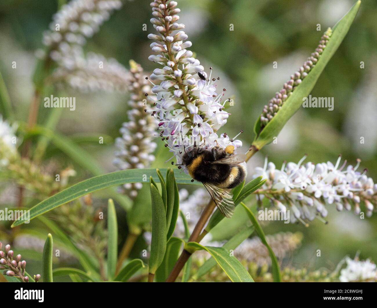 Un'ape bumble dalla coda bianca che si alimenta su un picco di fiore di Hebe Foto Stock