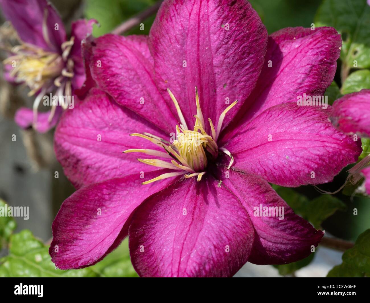 Un primo piano di un singolo fiore del clematis rosso ciliegia Ville de Lyon Foto Stock