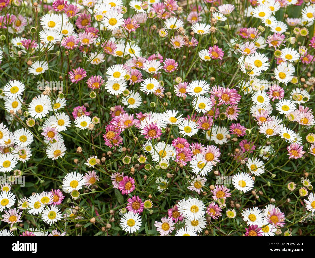 Un grumo di Erigeron karvinskianus in fiore che mostra un mix di fiori bianchi che si trasformano in rosa man mano che invecchiano Foto Stock