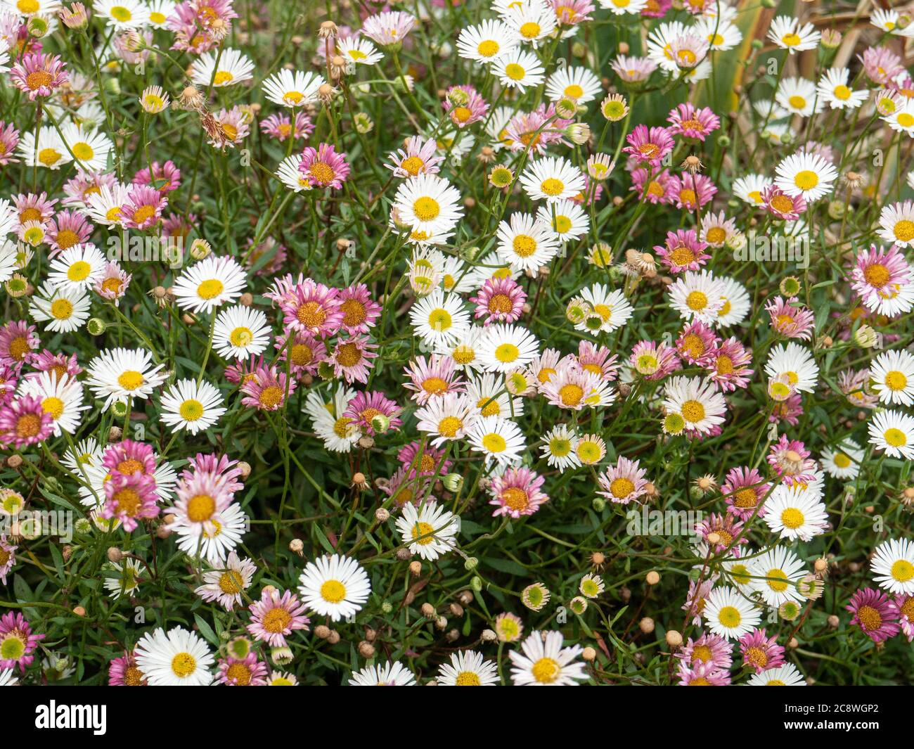 Un grumo di Erigeron karvinskianus in fiore che mostra un mix di fiori bianchi che si trasformano in rosa man mano che invecchiano Foto Stock