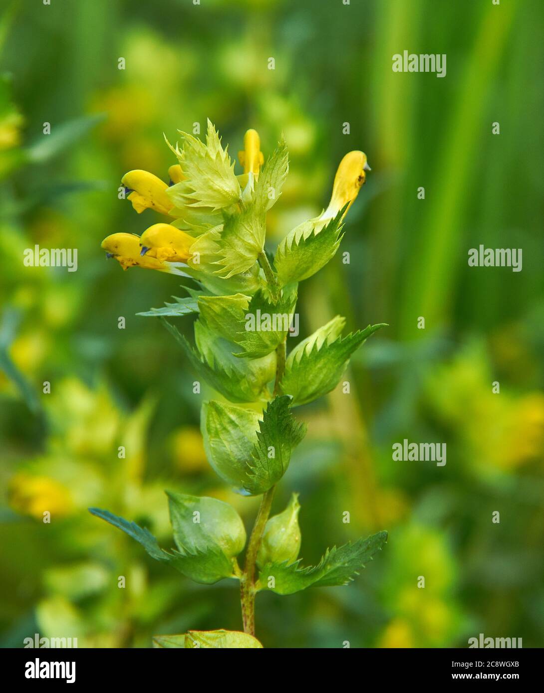Rinanthus angustifolius, rattolo con foglie strette o maggiore gattonetto giallo, fiore selvatico annuale nativo di temperare praterie in gran parte d'Europa, e no Foto Stock