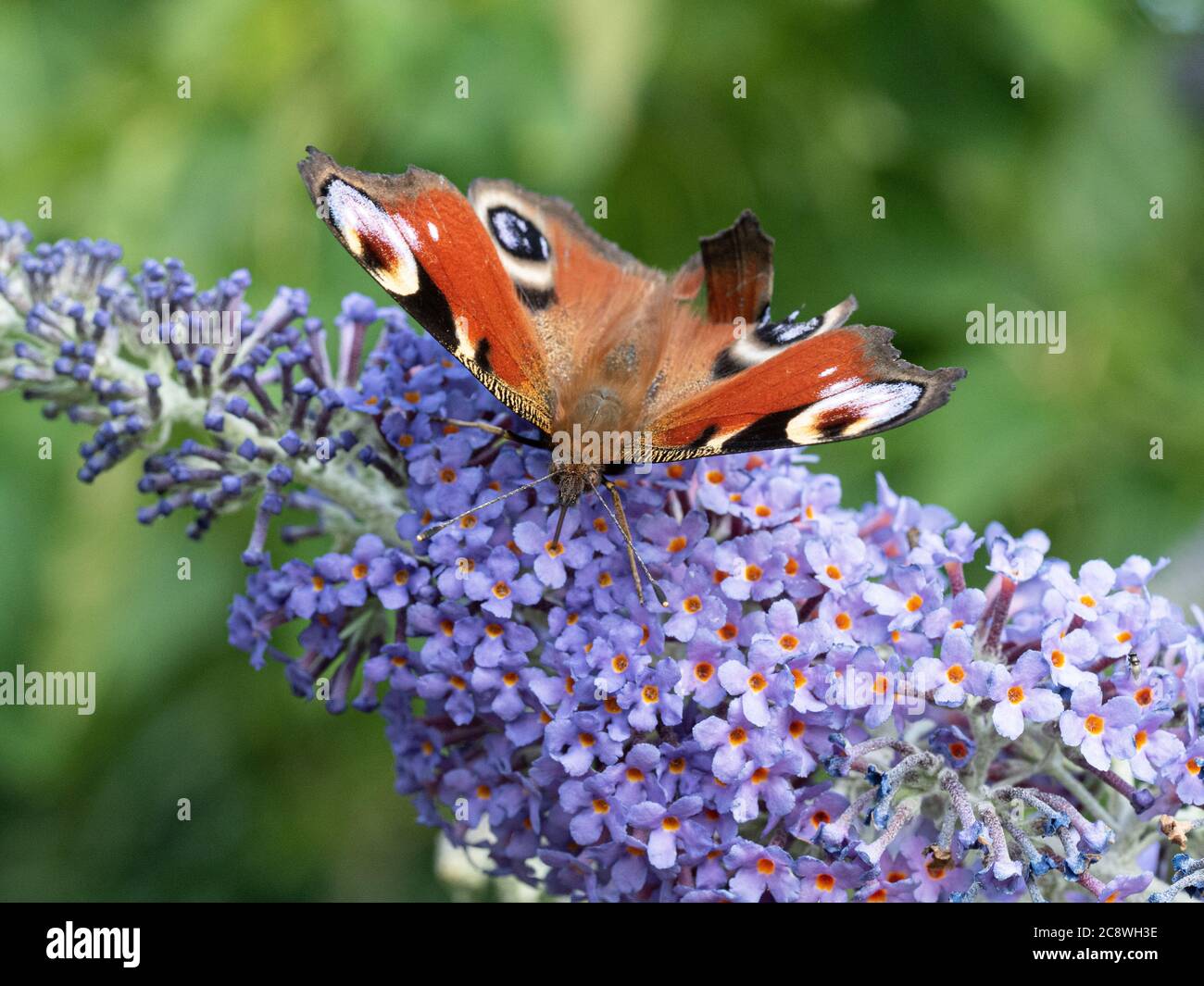 Un primo piano di una farfalla di pavone - Inachis io alimentazione su un fiore di buddleia Foto Stock