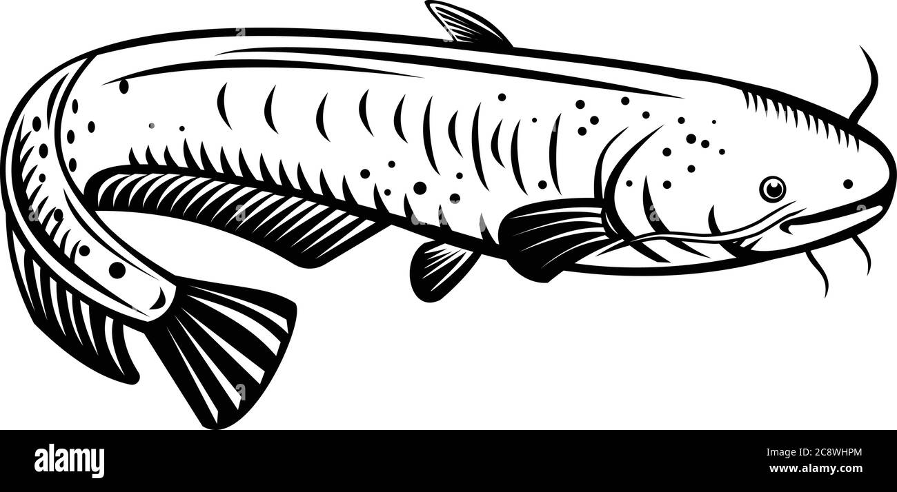 Immagine in stile retrò di un biwaensis Silurus, il pescatore gigante del lago Biwa o Biwako-onamazu, un grande catfish predatore endemico del lago Biwa Illustrazione Vettoriale
