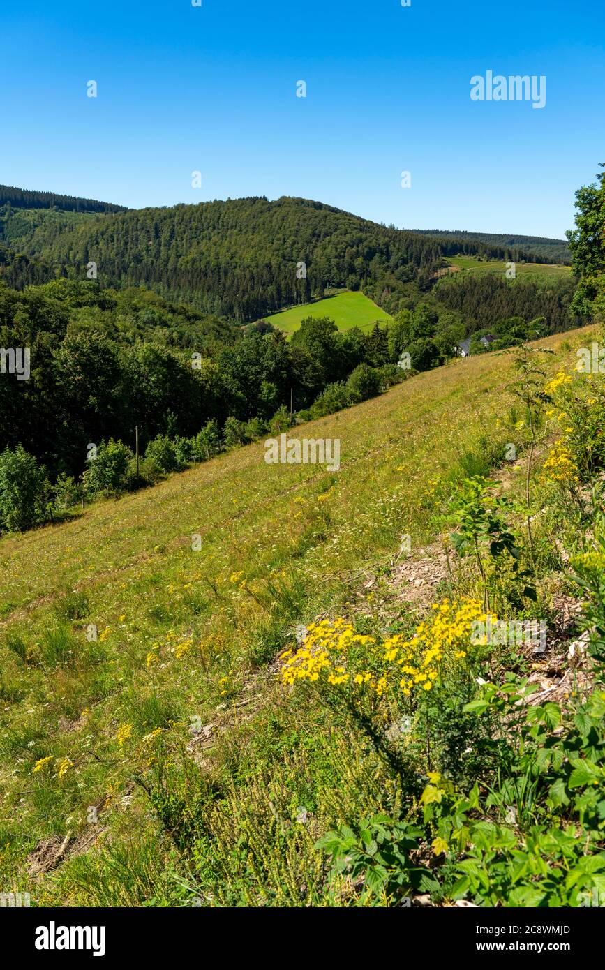 Escursioni a Sauerland, sentiero nei pressi di Oberkirchen, distretto di Schmallenberg, NRW, Germania, Foto Stock