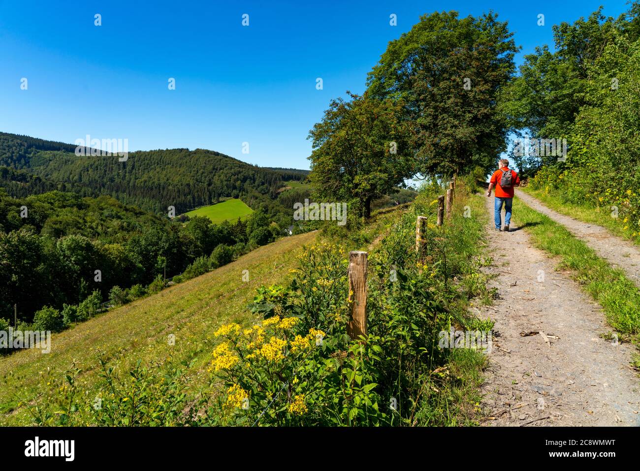 Escursioni a Sauerland, sentiero nei pressi di Oberkirchen, distretto di Schmallenberg, NRW, Germania, Foto Stock