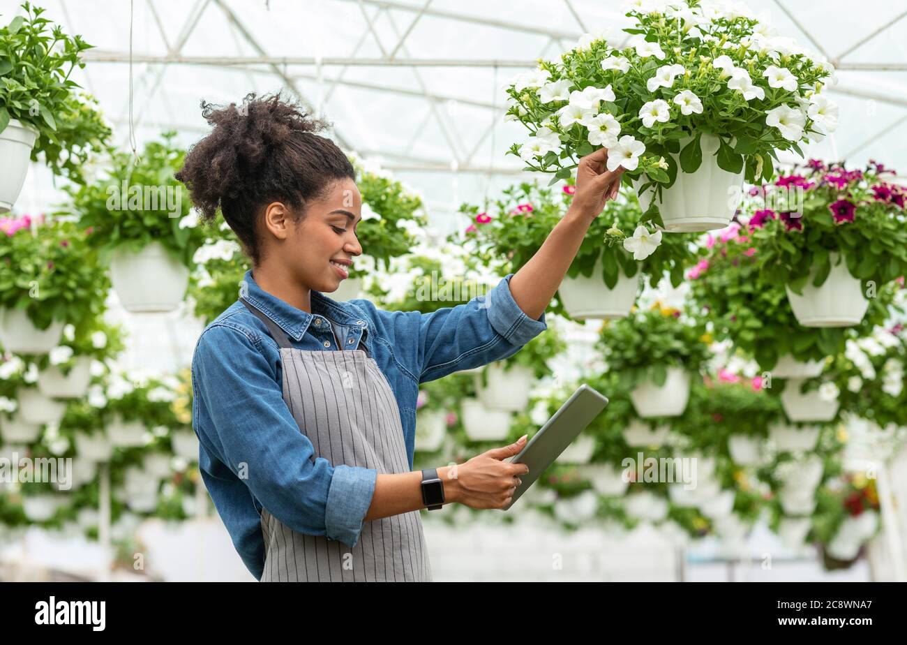 Controllo qualità impianti e dispositivi digitali. Sorridente afroamericana che controlla i fiori e guarda il tablet digitale Foto Stock