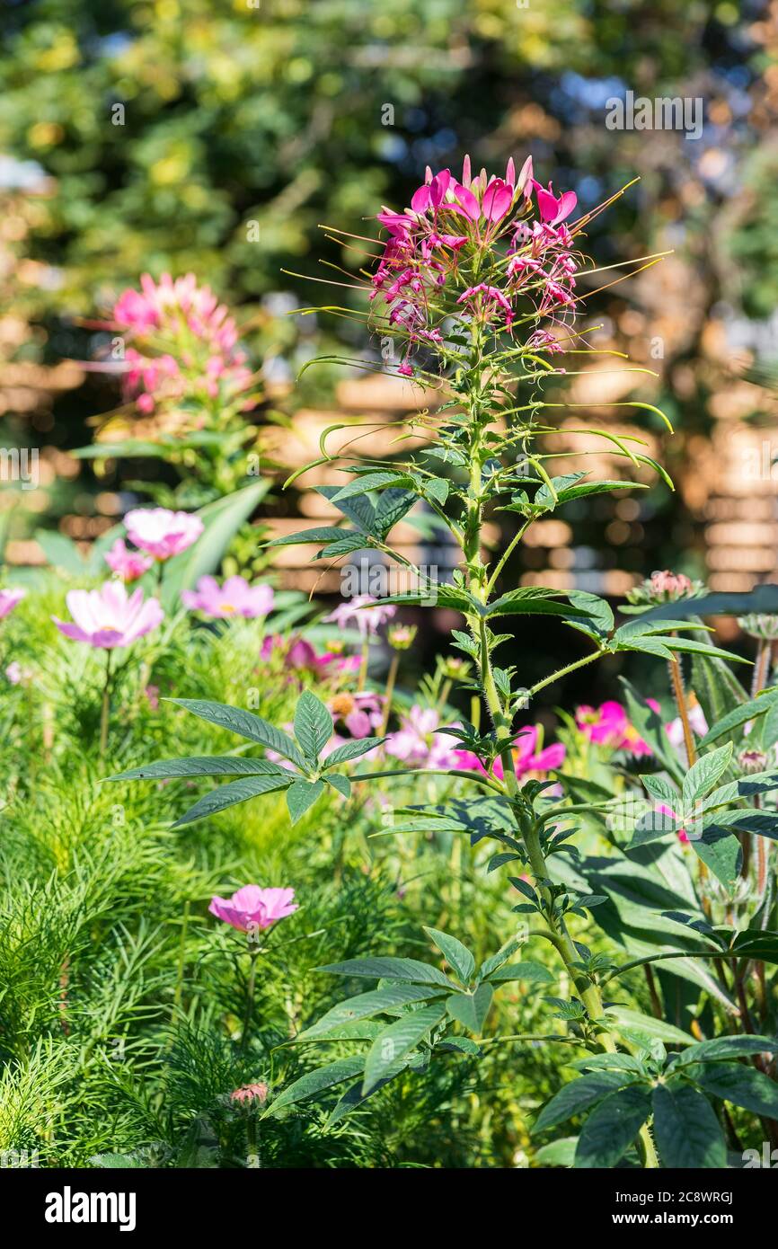 Cleome Spinosa o anche Pink Spider fiore in giardino o parco, la mattina presto in estate. Foto Stock