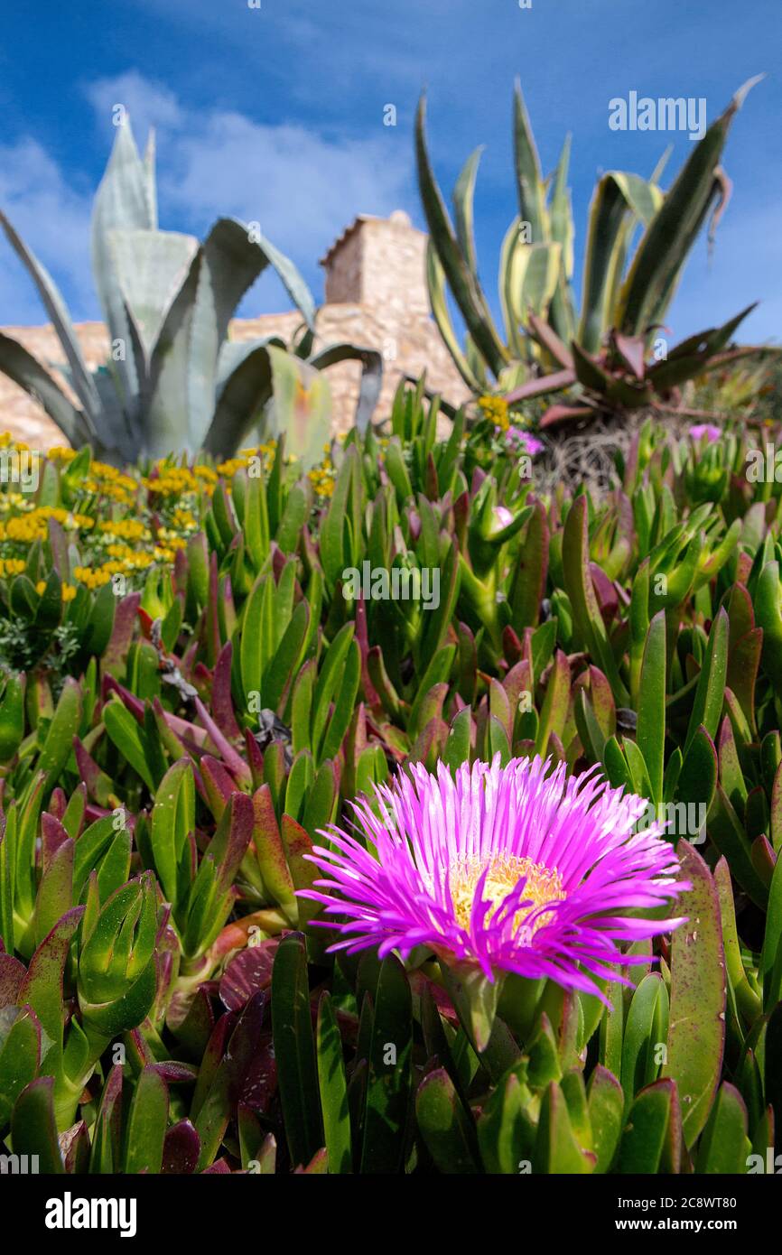 Colpo verticale di un fiore rosa gigante di pigface a a. parco con piante di agave sfocate sullo sfondo Foto Stock